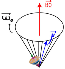 De plus le spin précesse autour du champ B0 à la fréquence de Larmor